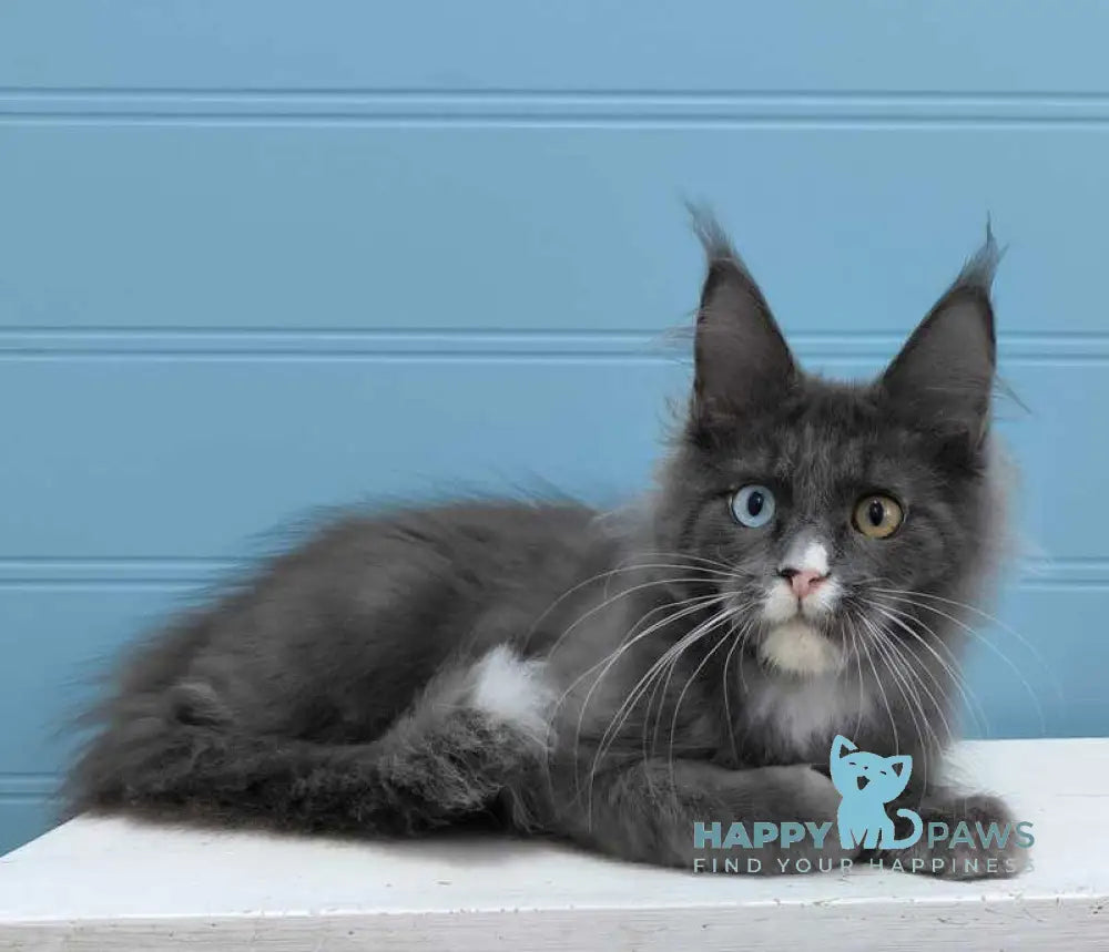 Kyle Maine Coon male blue silver with white live animals