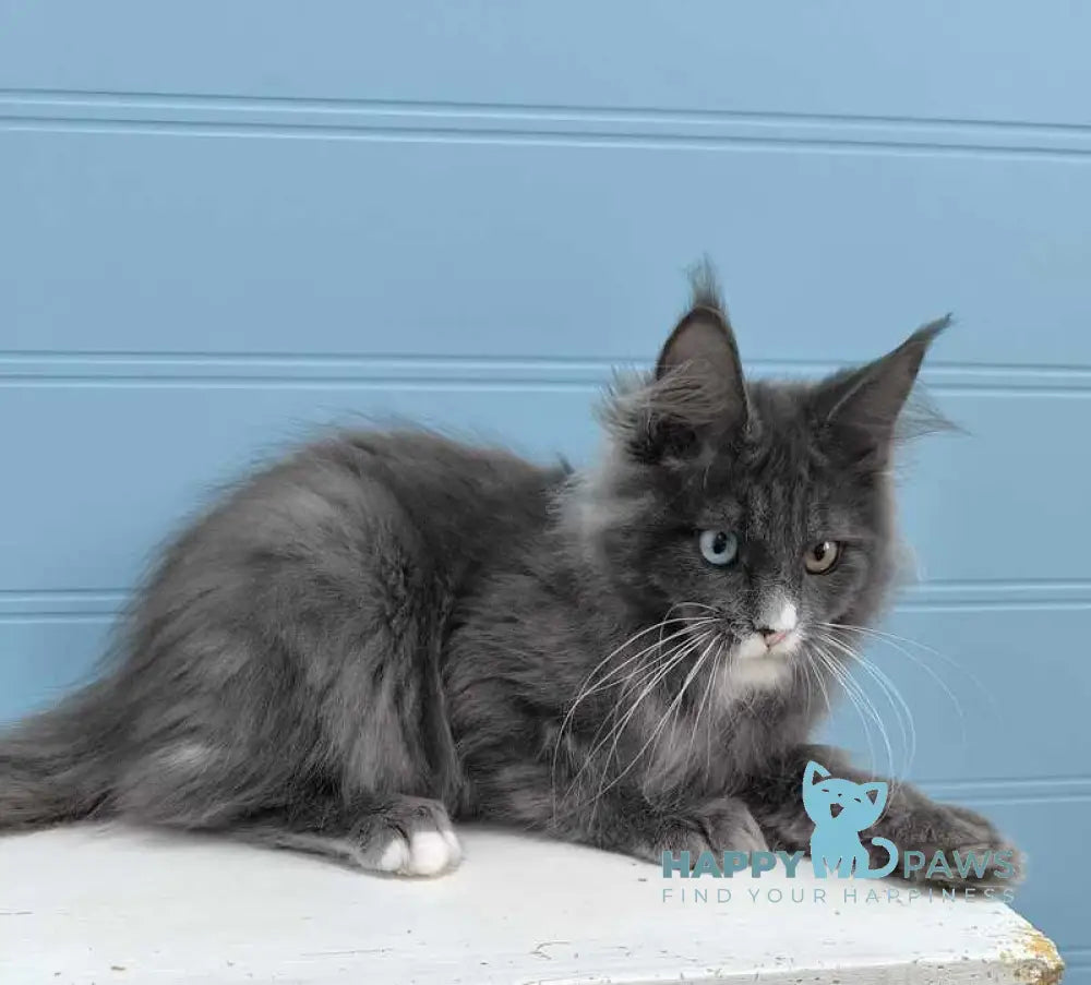 Kyle Maine Coon male blue silver with white live animals