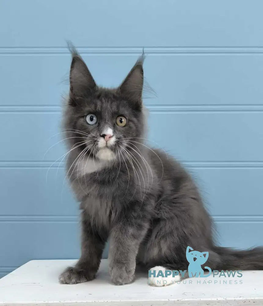 Kyle Maine Coon male blue silver with white live animals