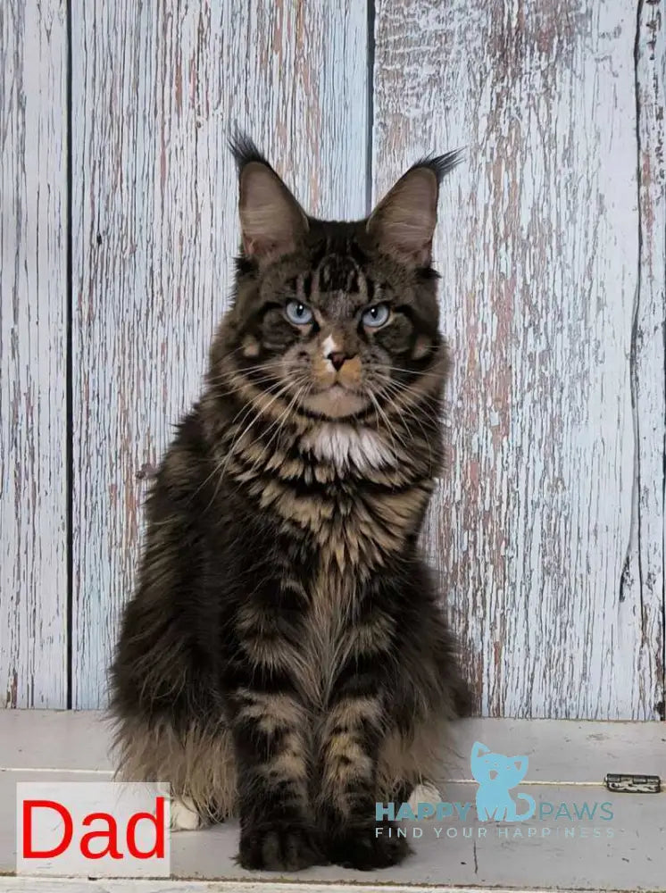 Kyle Maine Coon male blue silver with white live animals