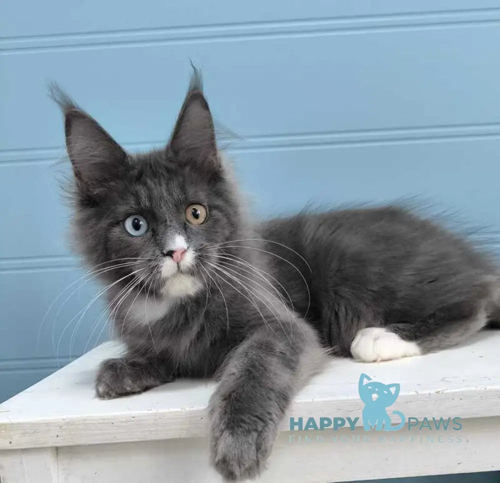 Kyle Maine Coon male blue silver with white live animals