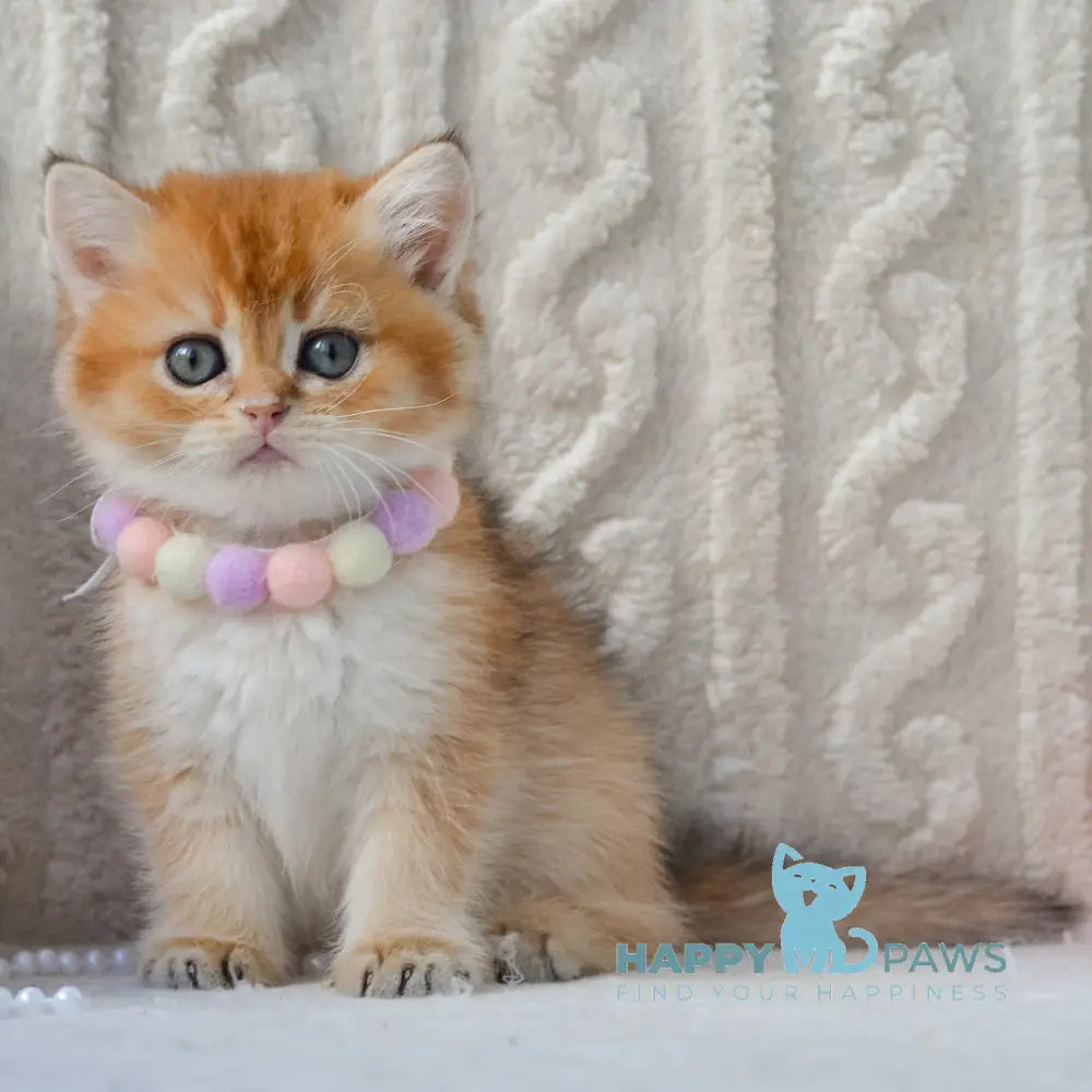 Kylie British Shorthair female black golden shaded live animals