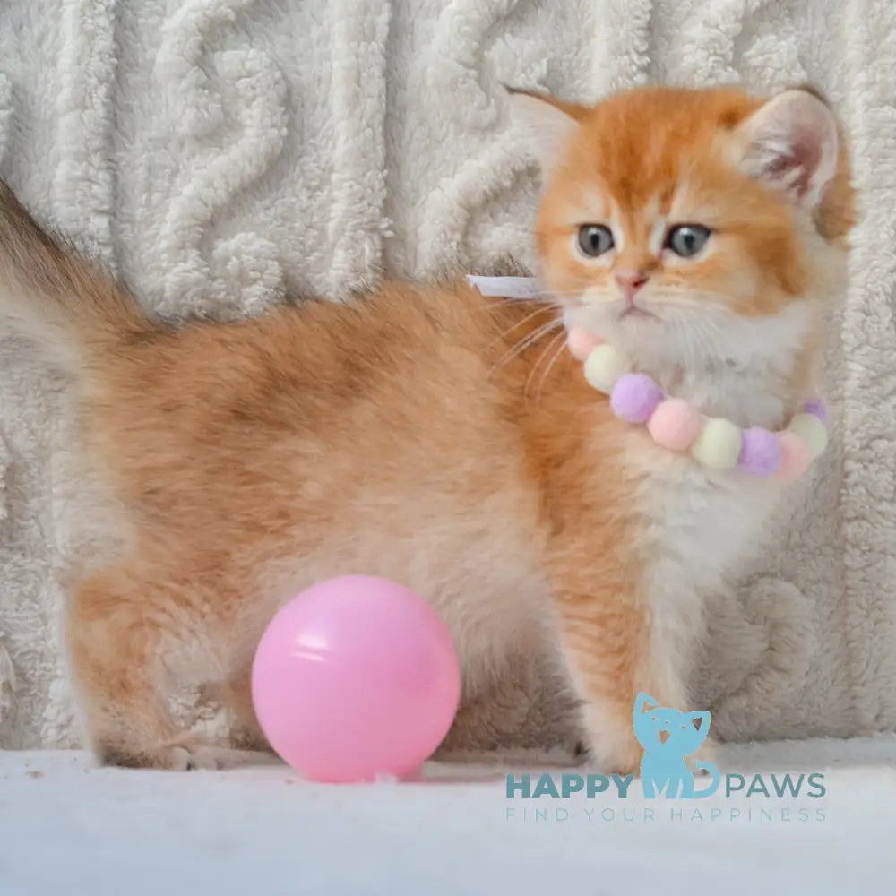 Kylie British Shorthair female black golden shaded live animals