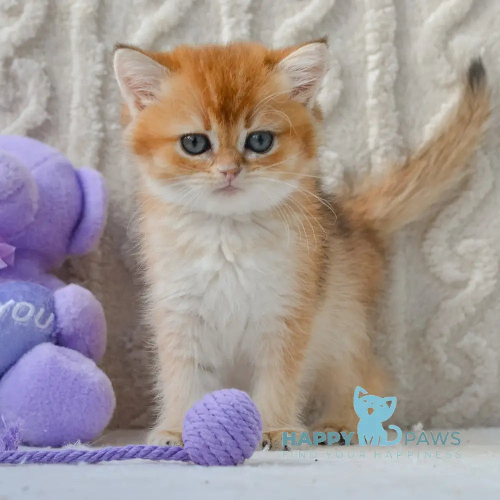 Kylie British Shorthair female black golden shaded live animals