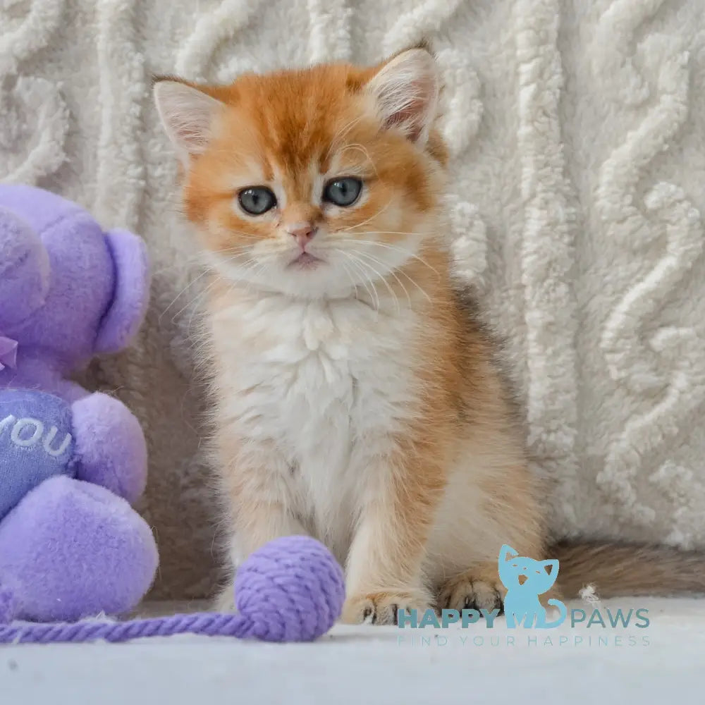 Kylie British Shorthair female black golden shaded live animals