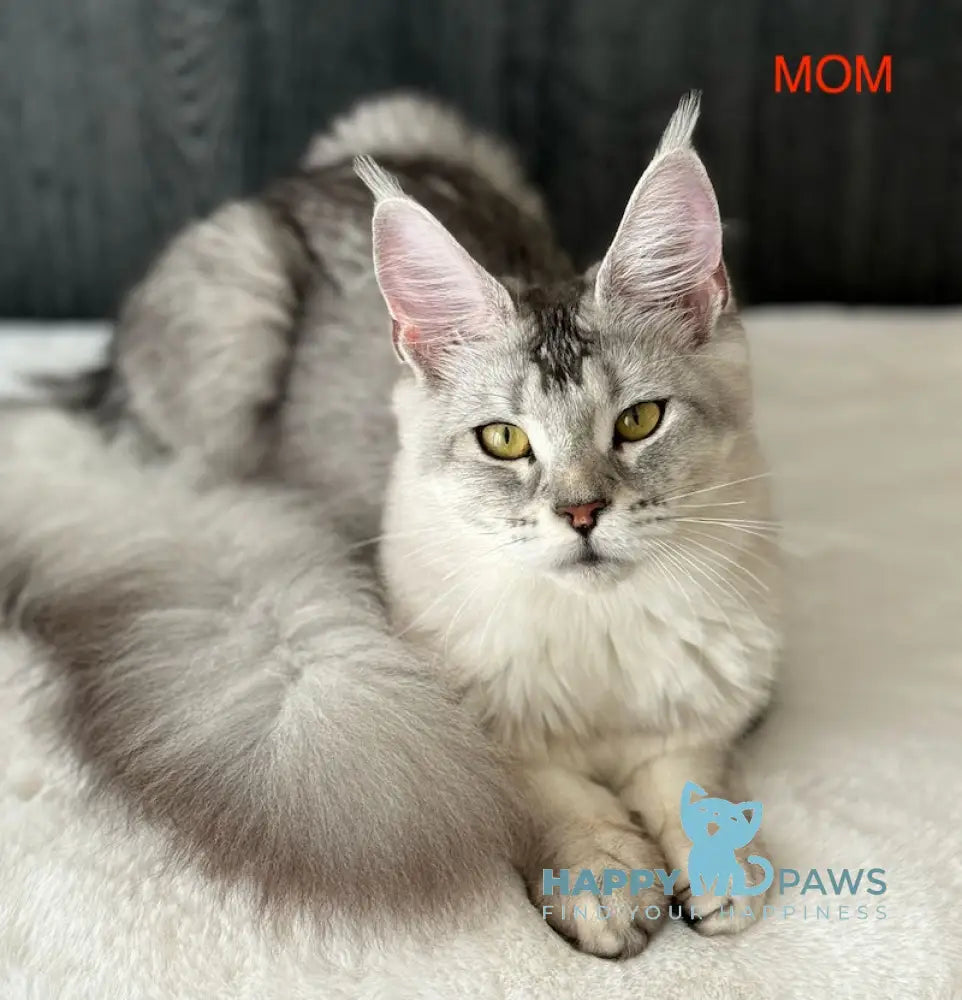 Kylie Maine Coon female black spotted tabby with white live animals