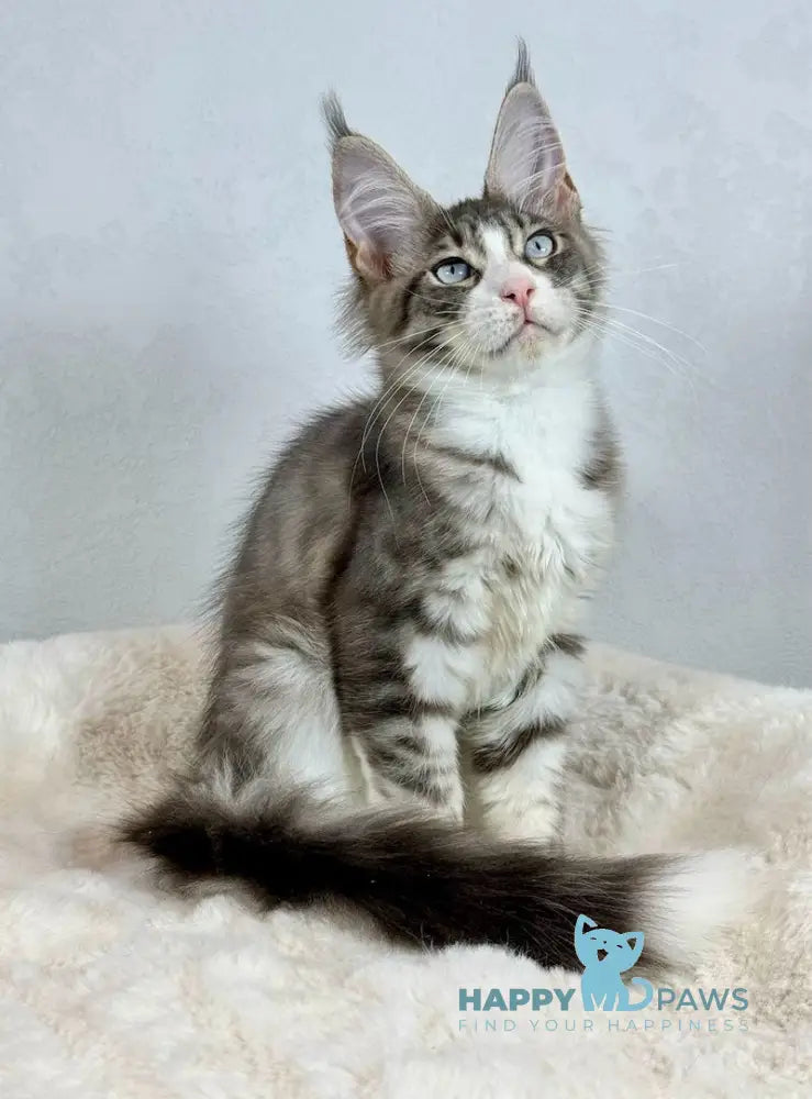 Kylie Maine Coon female black spotted tabby with white live animals