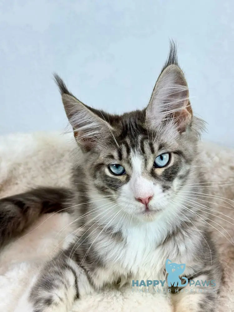 Kylie Maine Coon female black spotted tabby with white live animals