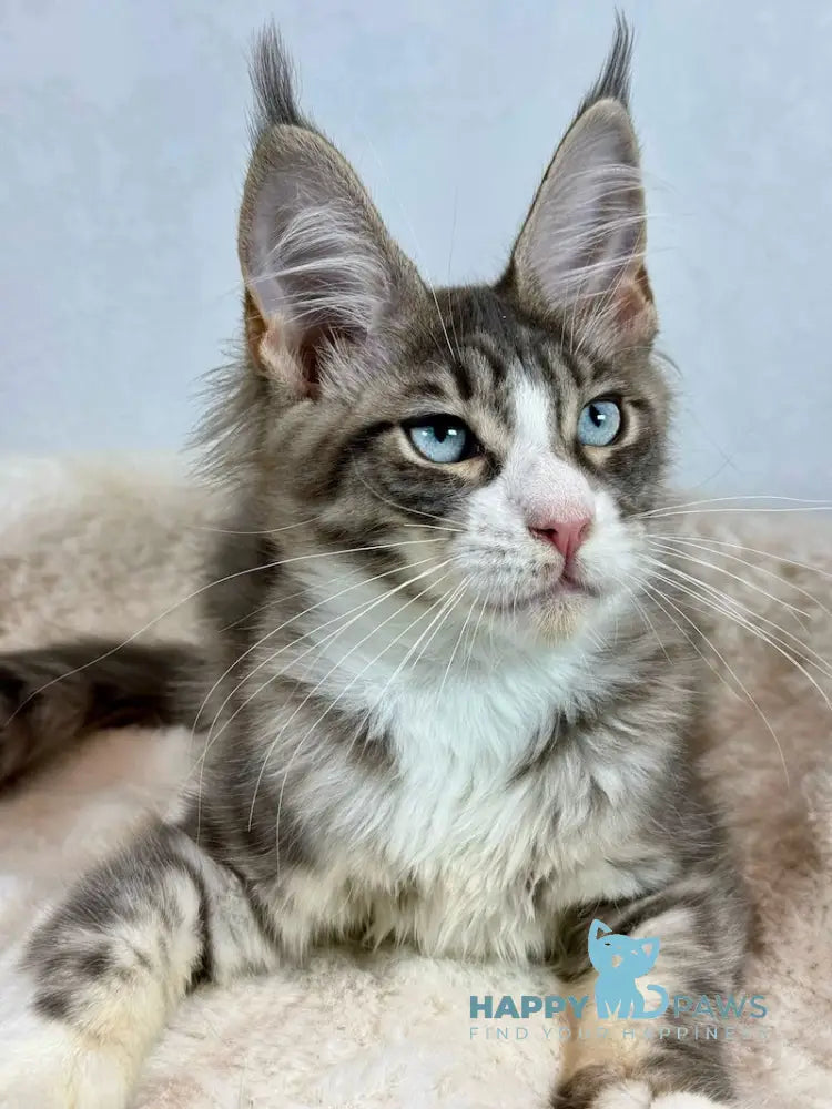 Kylie Maine Coon female black spotted tabby with white live animals