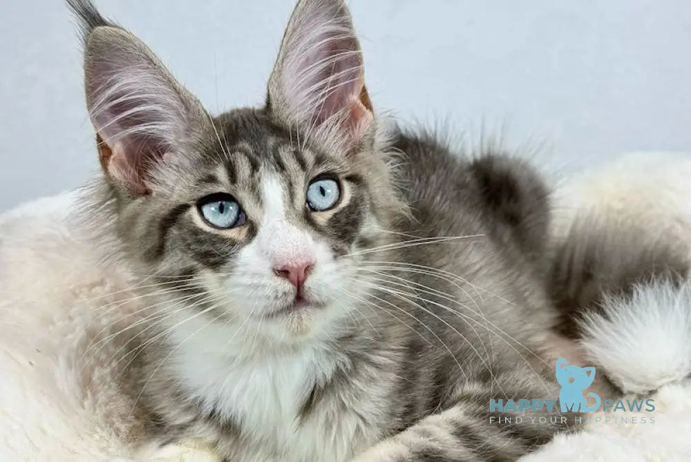 Kylie Maine Coon female black spotted tabby with white live animals