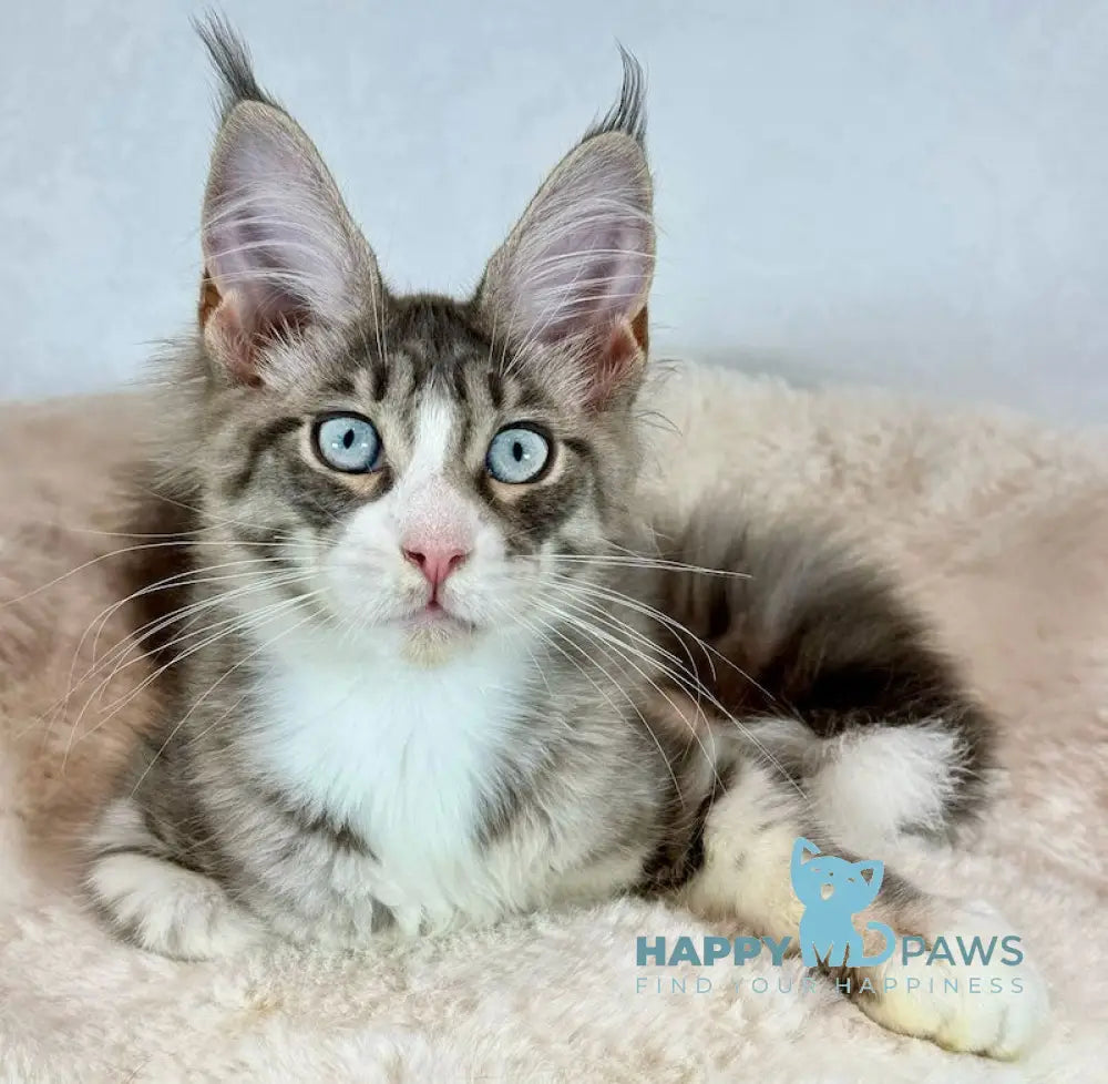 Kylie Maine Coon female black spotted tabby with white live animals