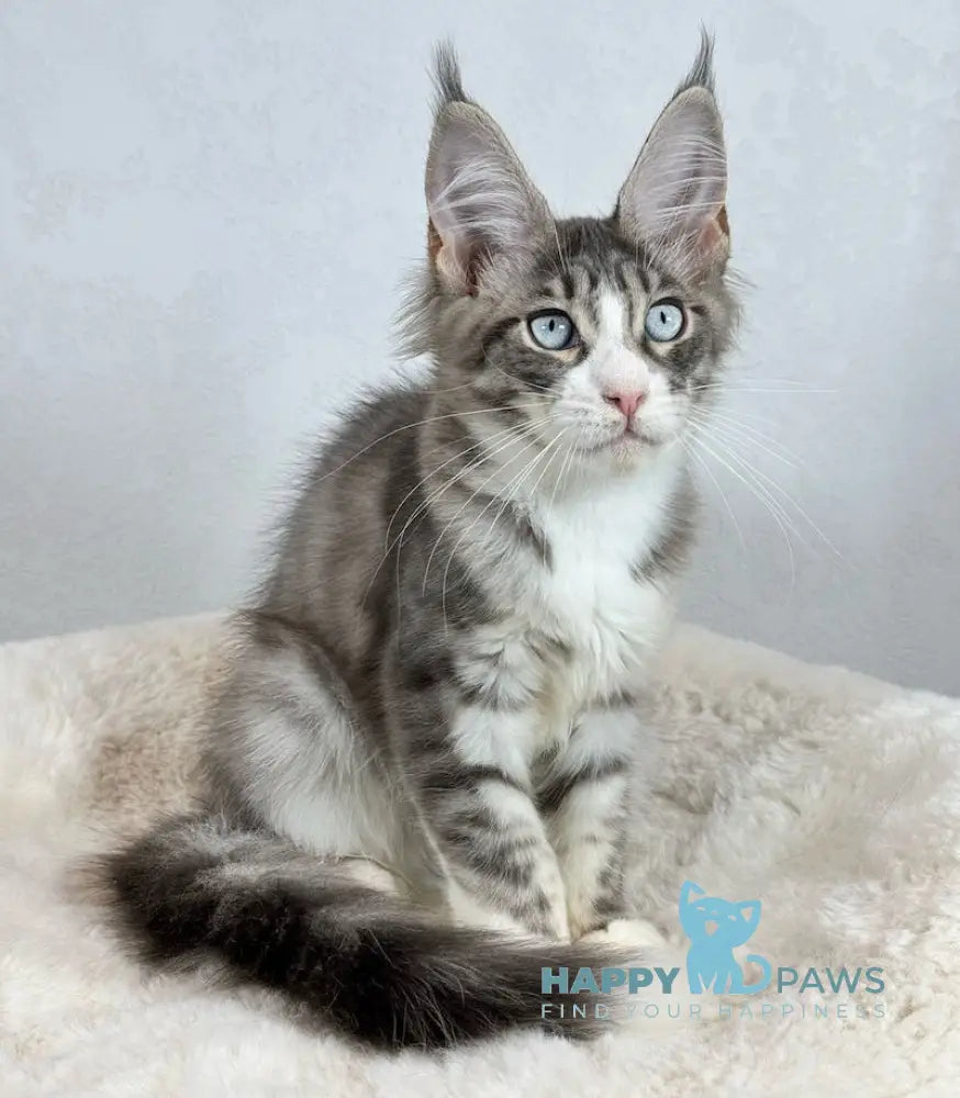 Kylie Maine Coon female black spotted tabby with white live animals