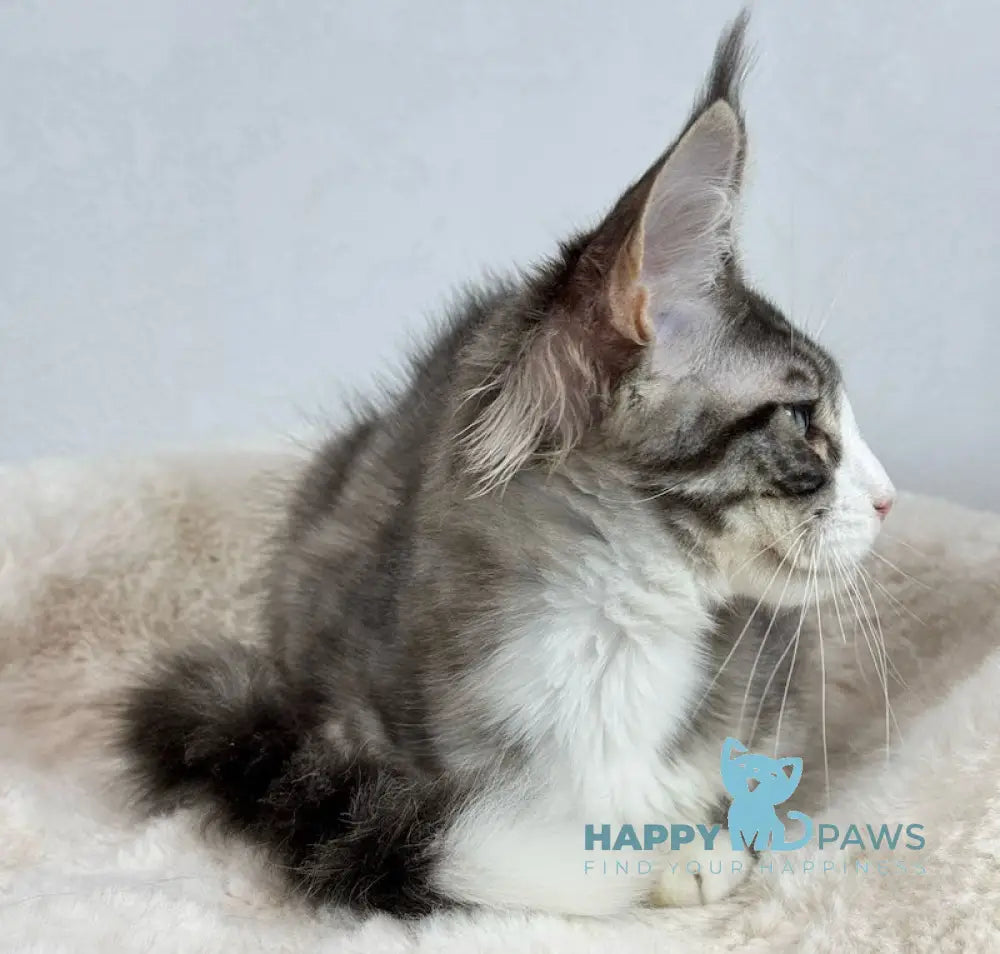 Kylie Maine Coon female black spotted tabby with white live animals
