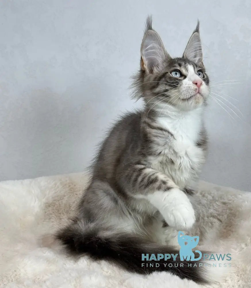 Kylie Maine Coon female black spotted tabby with white live animals