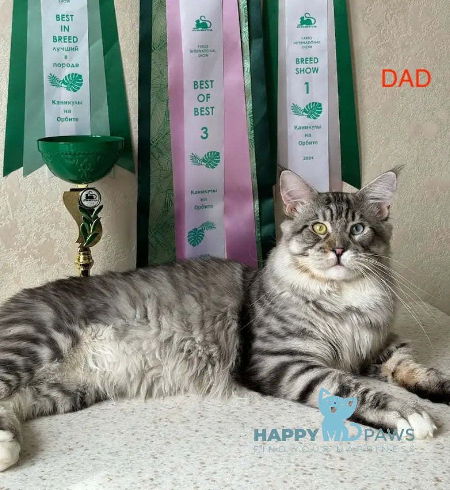 Kylie Maine Coon female black spotted tabby with white live animals