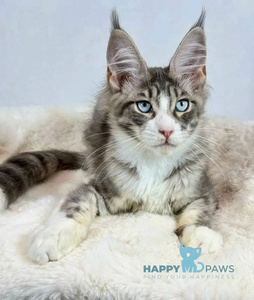 Kylie Maine Coon female black spotted tabby with white live animals