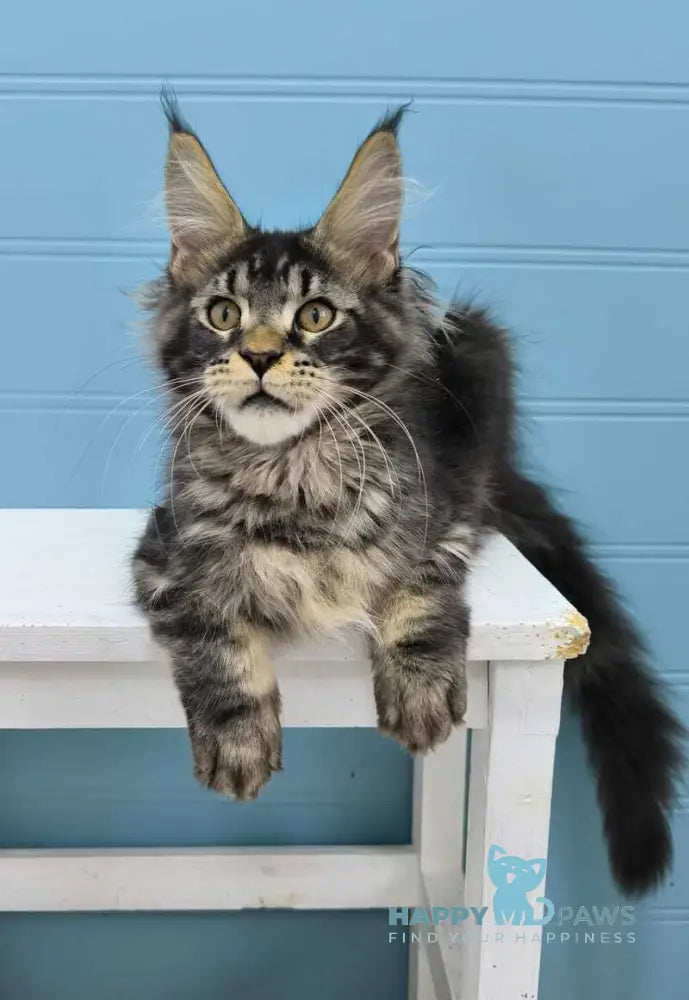 Kyron Maine Coon male black tabby live animals