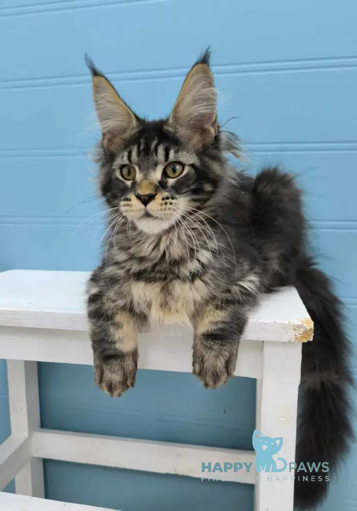 Kyron Maine Coon male black tabby live animals