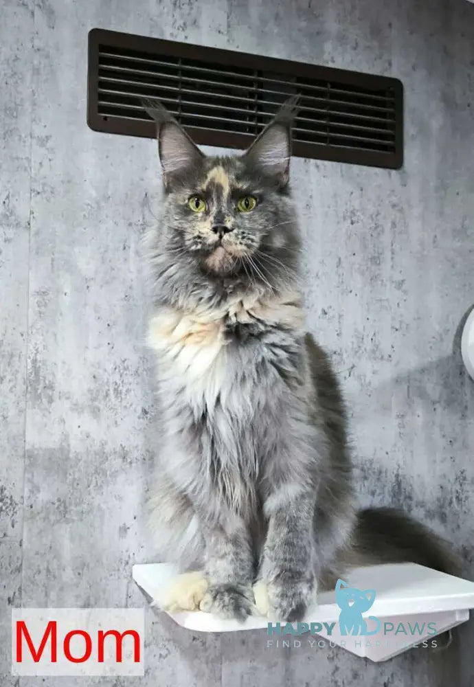 Kyron Maine Coon male black tabby live animals