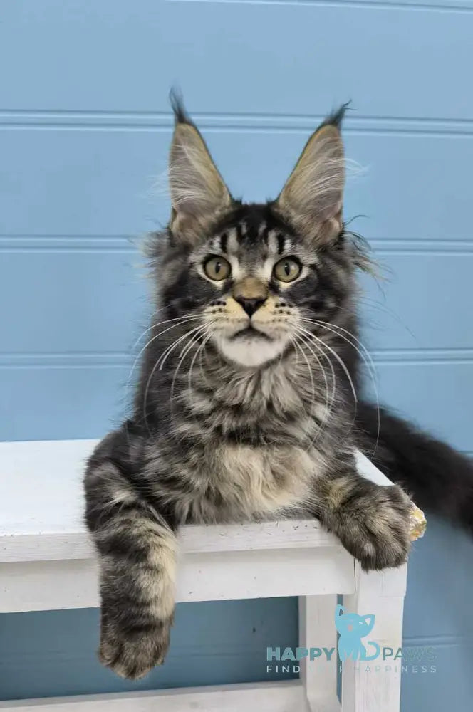 Kyron Maine Coon male black tabby live animals