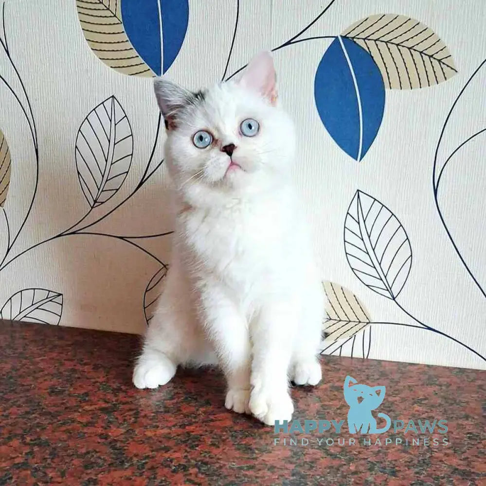 La Perla Scottish Straight female black van live animals