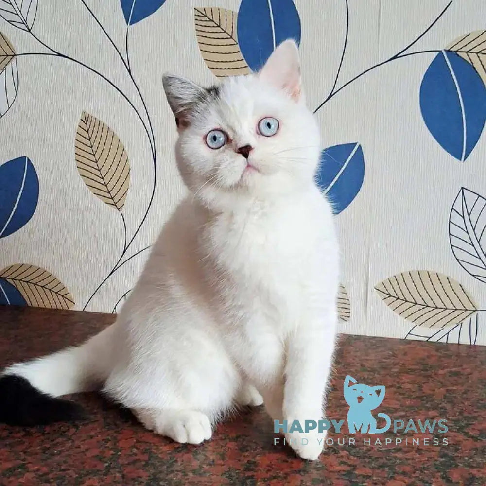 La Perla Scottish Straight female black van live animals