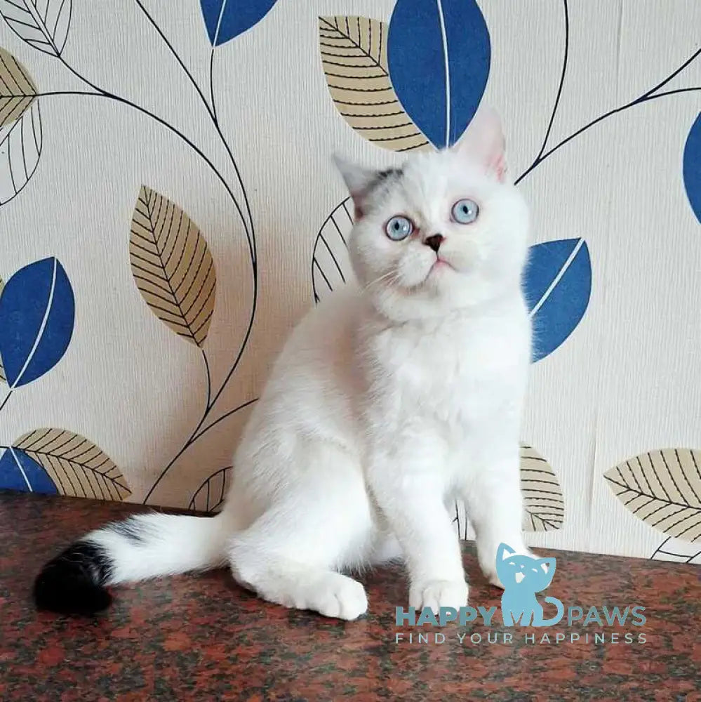 La Perla Scottish Straight female black van live animals