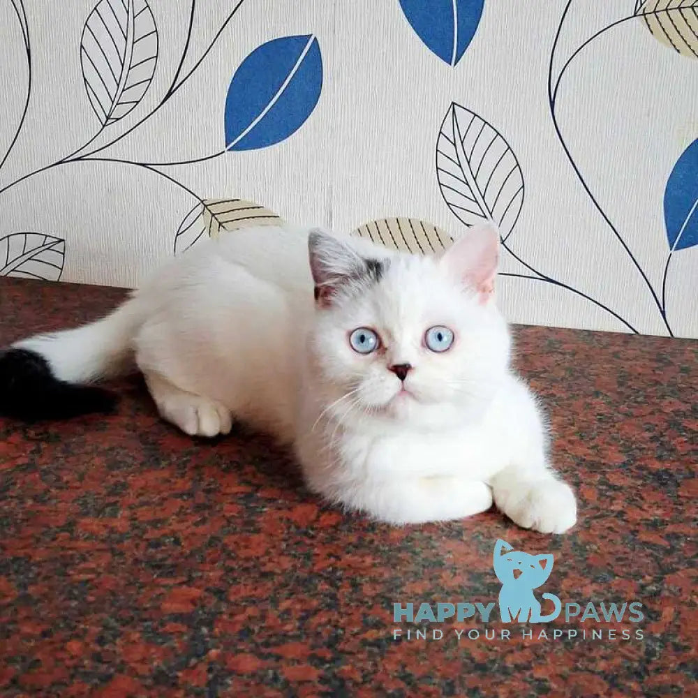 La Perla Scottish Straight female black van live animals