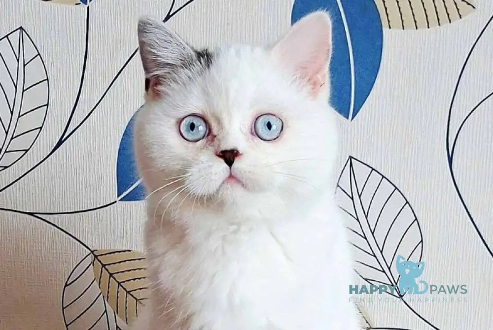 La Perla Scottish Straight female black van live animals