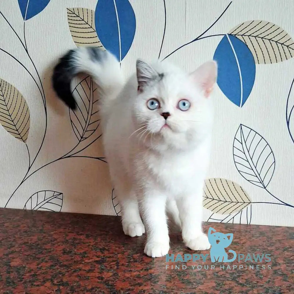 La Perla Scottish Straight female black van live animals