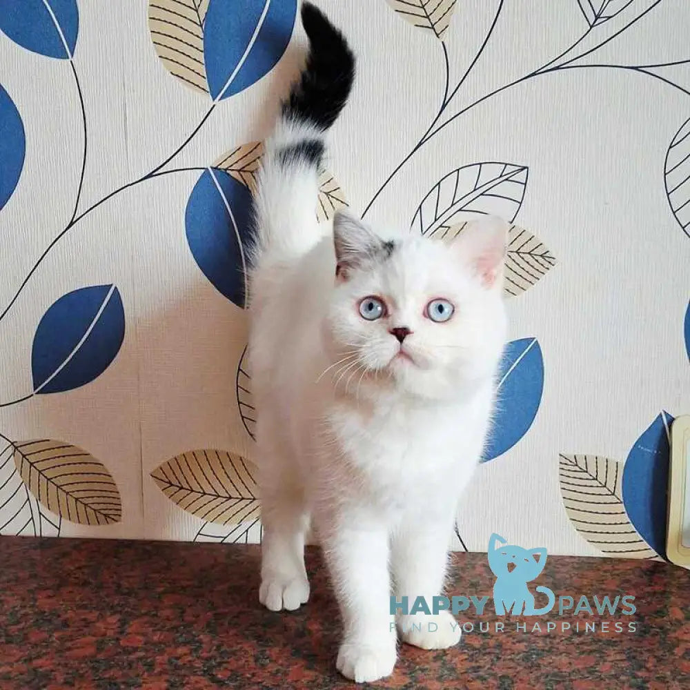 La Perla Scottish Straight female black van live animals