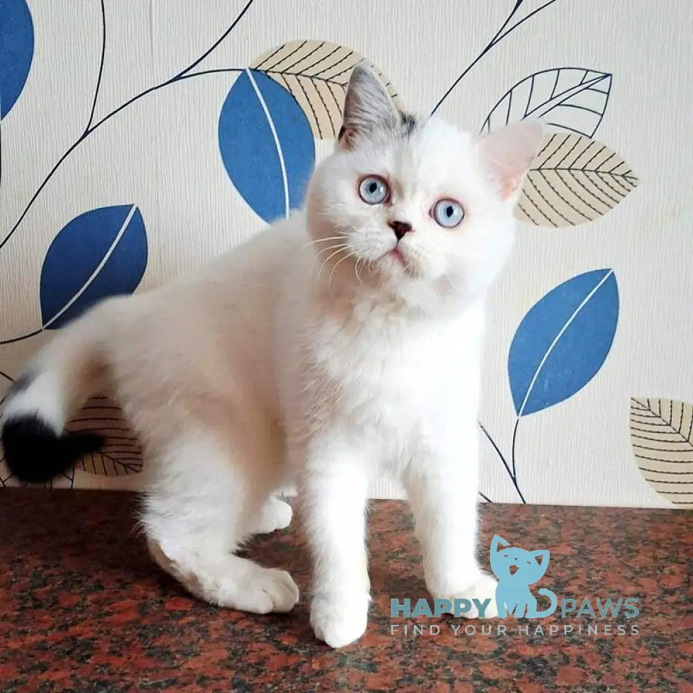 La Perla Scottish Straight female black van live animals