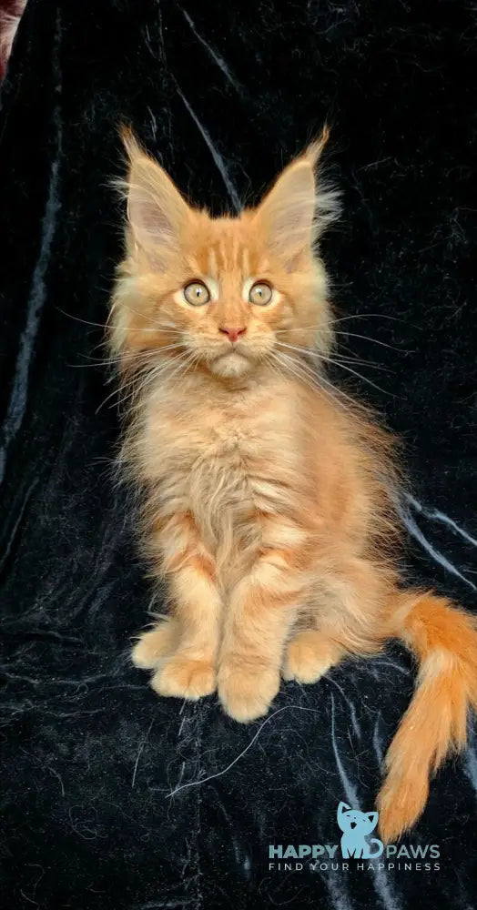 Lacky Maine Coon male red live animals