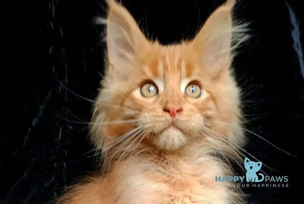 Lacky Maine Coon male red live animals
