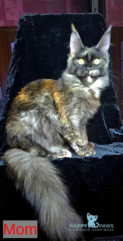 Lacky Maine Coon male red live animals