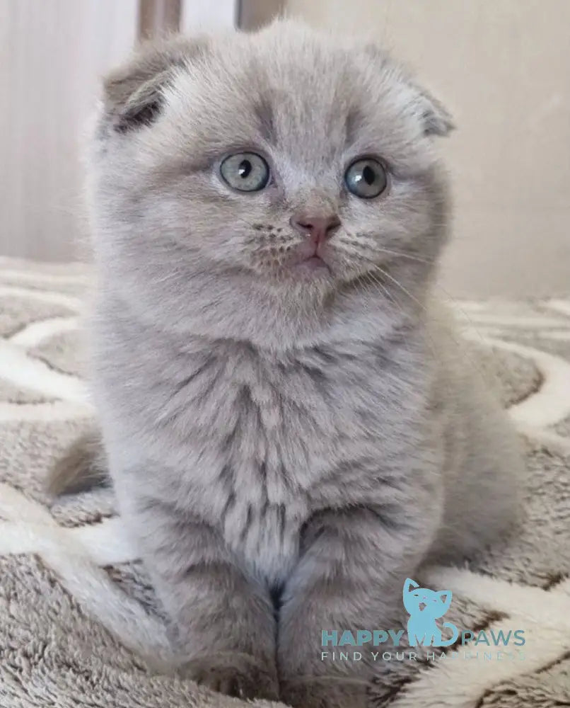 Lada Scottish Fold female lilac live animals