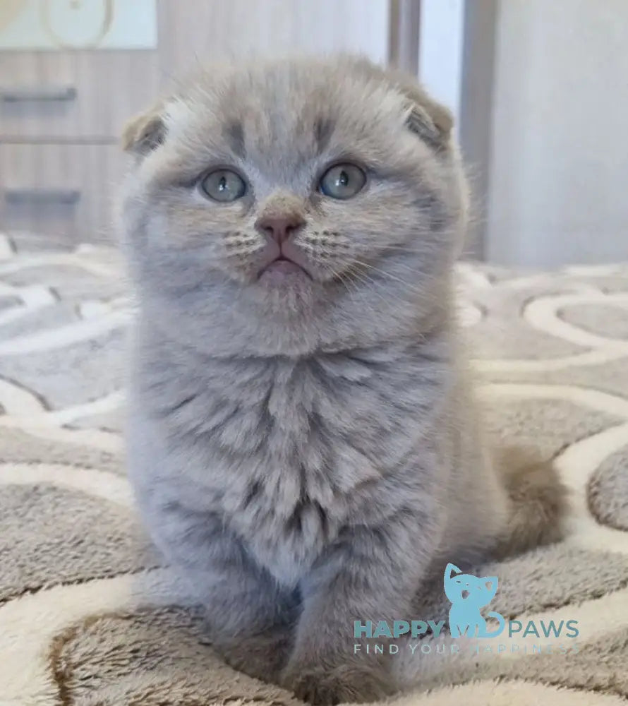 Lada Scottish Fold female lilac live animals