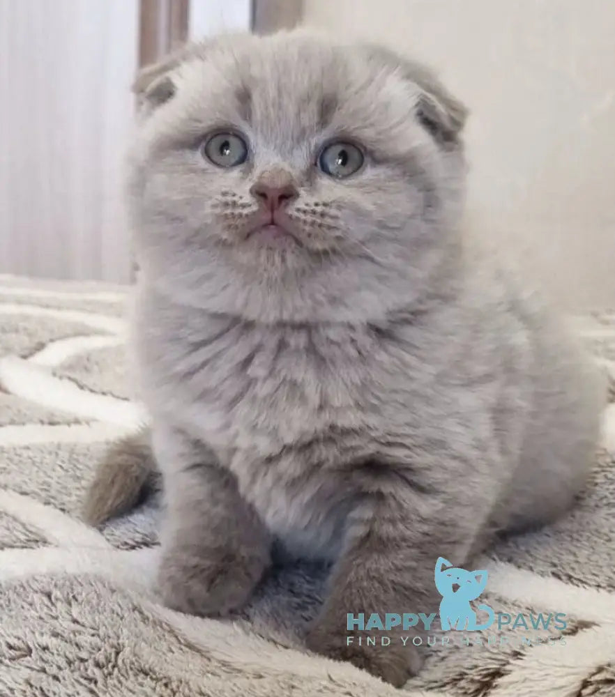 Lada Scottish Fold female lilac live animals