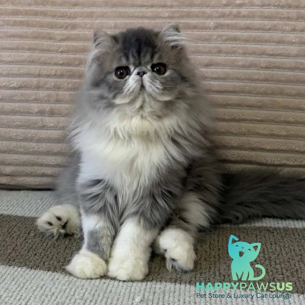 Lady Blue Persian female blue bicolour spotted tabby - live animals