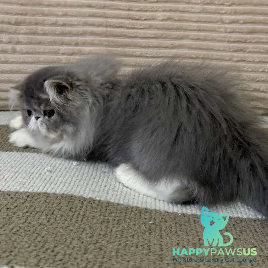 Lady Blue Persian female blue bicolour spotted tabby - live animals