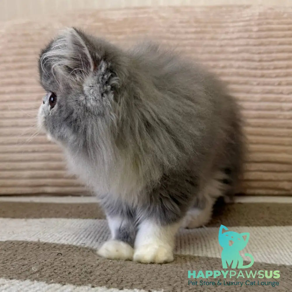 Lady Blue Persian female blue bicolour spotted tabby - live animals