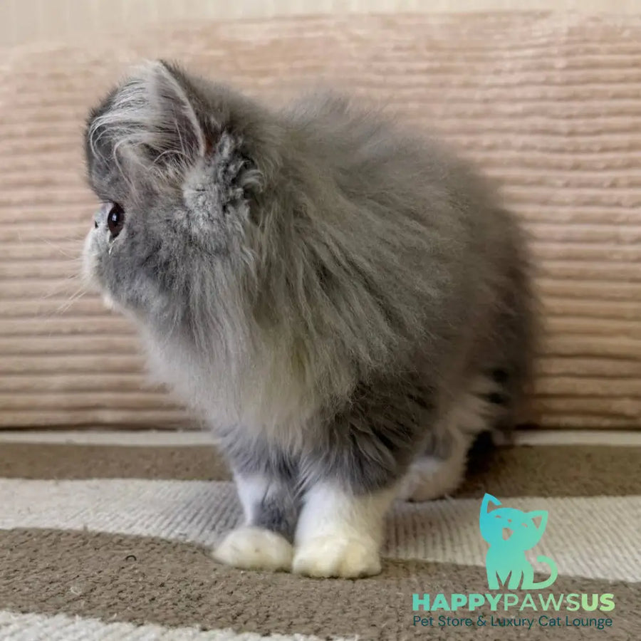 Lady Blue Persian female blue bicolour spotted tabby - live animals
