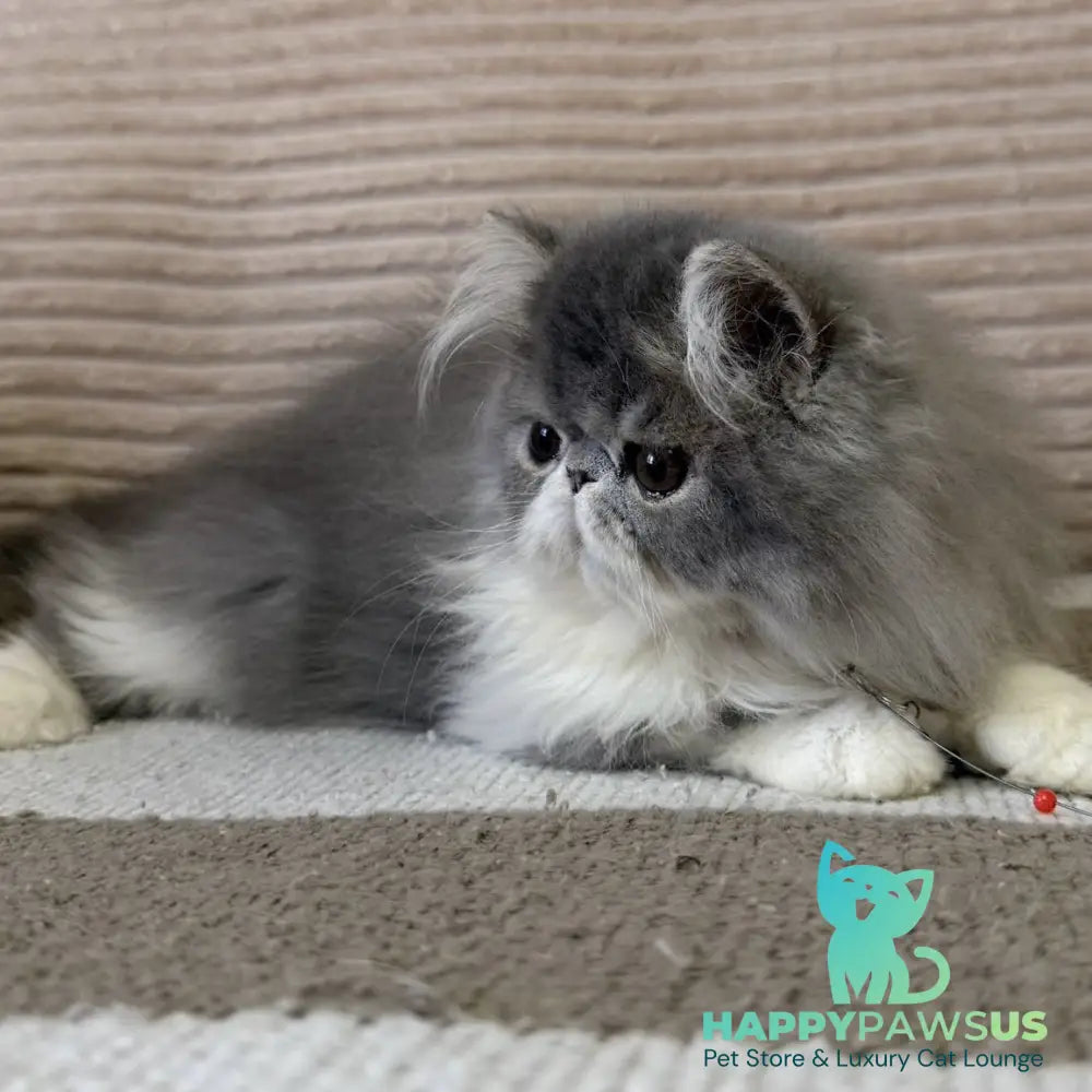 Lady Blue Persian female blue bicolour spotted tabby - live animals