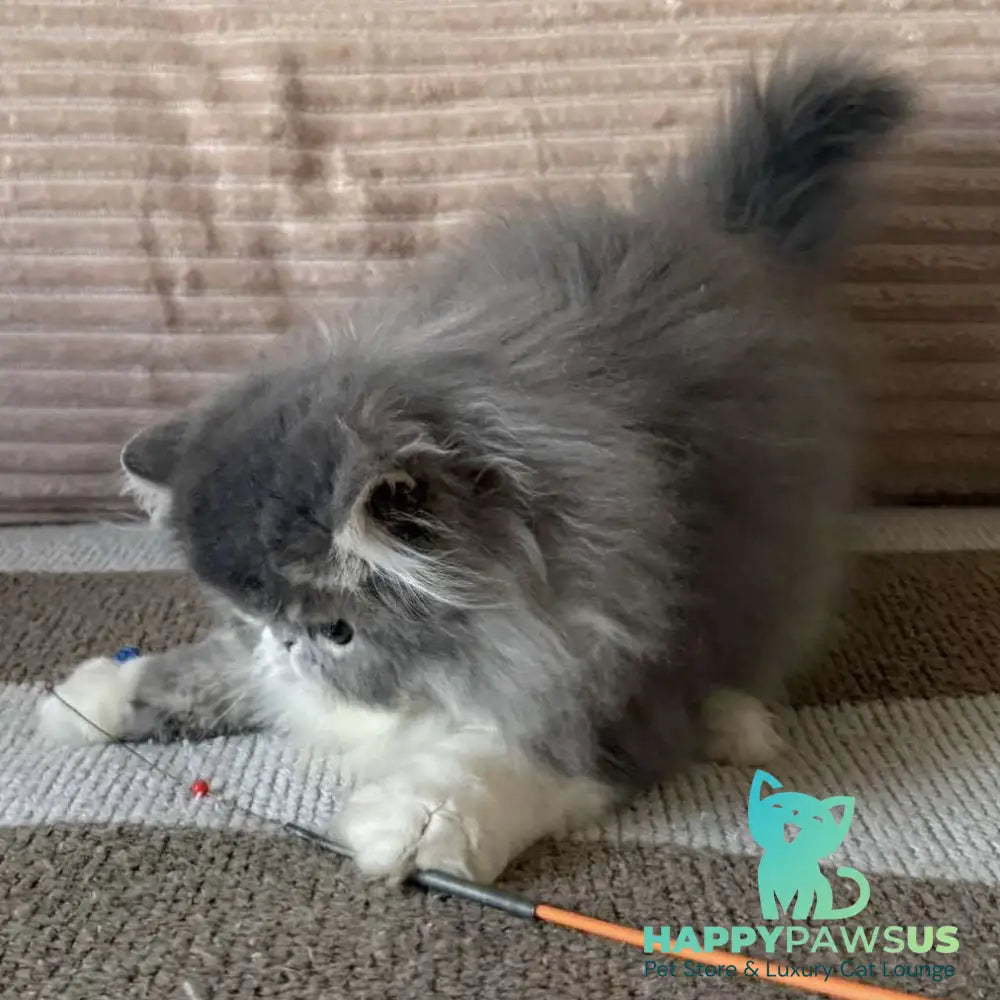 Lady Blue Persian female blue bicolour spotted tabby - live animals