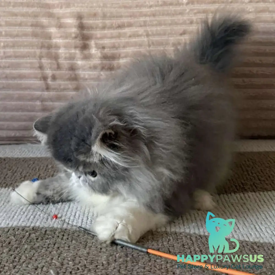 Lady Blue Persian female blue bicolour spotted tabby - live animals