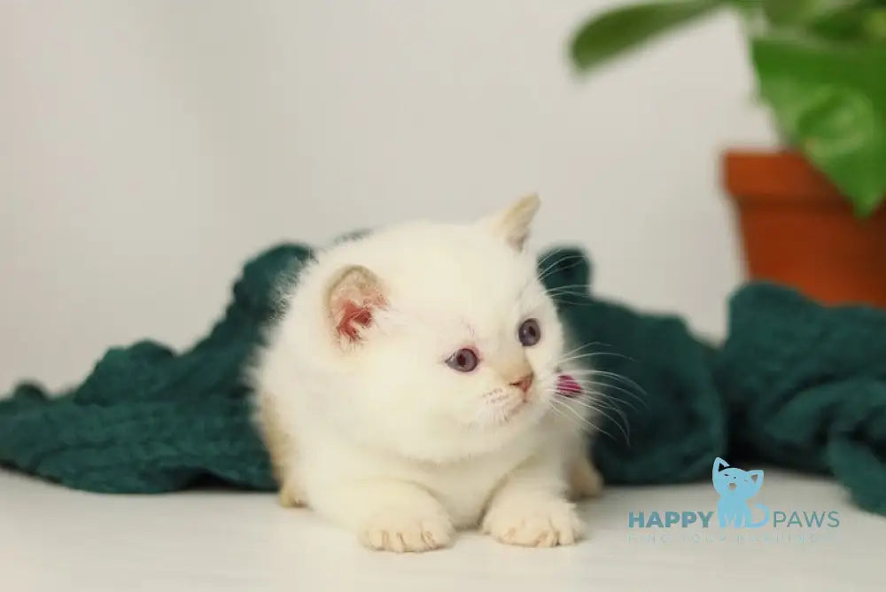 Lady British Shorthair female cinnamon pointed live animals