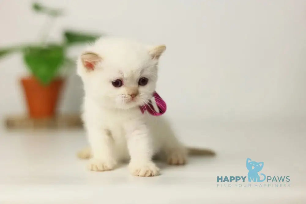 Lady British Shorthair female cinnamon pointed live animals