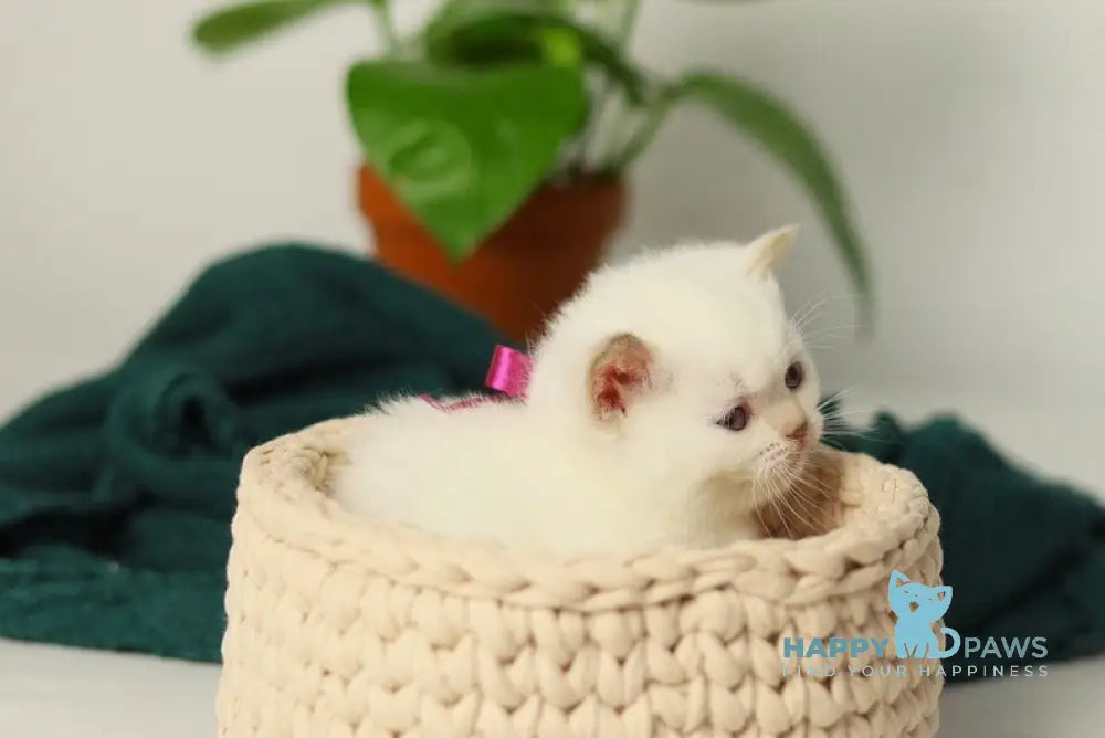 Lady British Shorthair female cinnamon pointed live animals