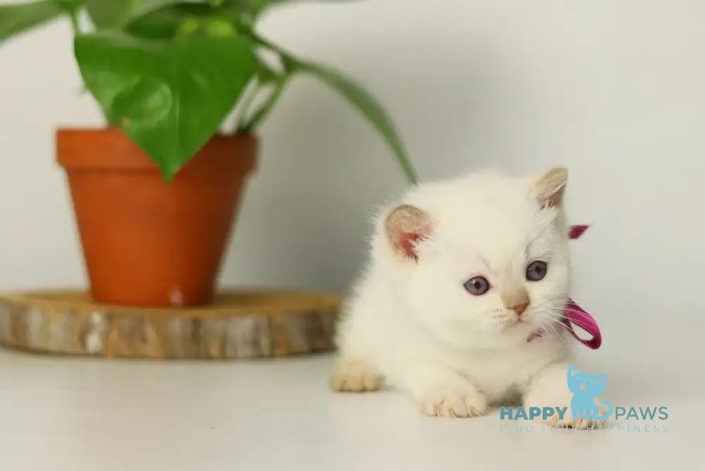 Lady British Shorthair female cinnamon pointed live animals