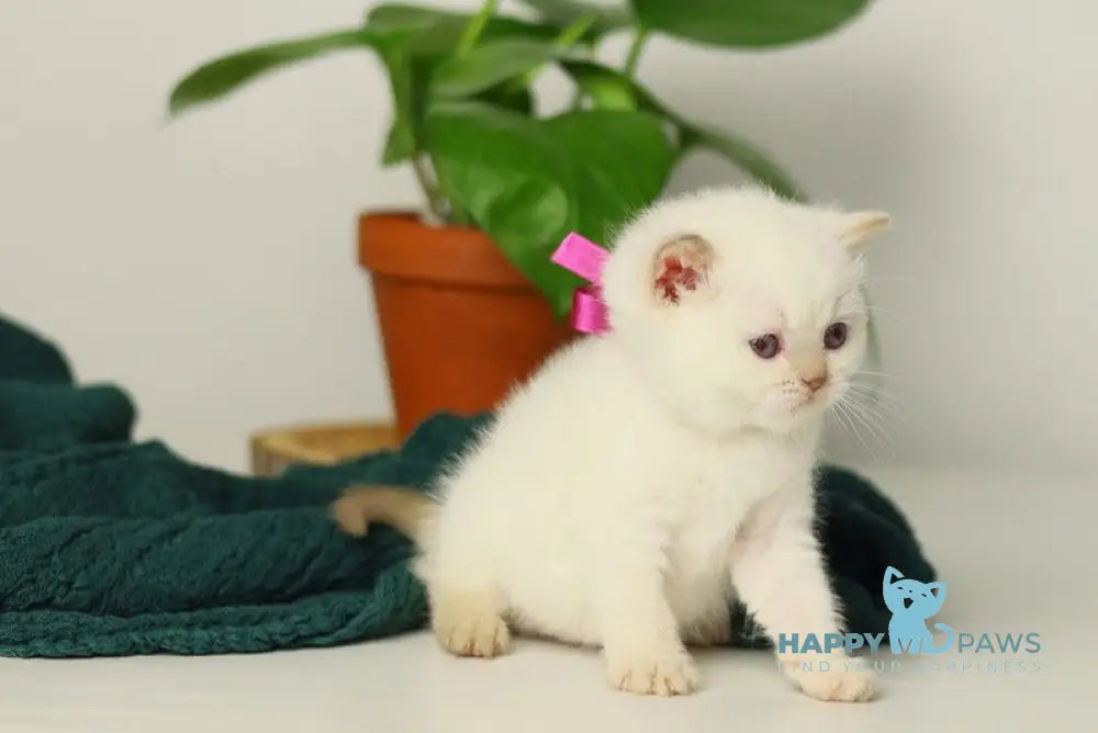 Lady British Shorthair female cinnamon pointed live animals